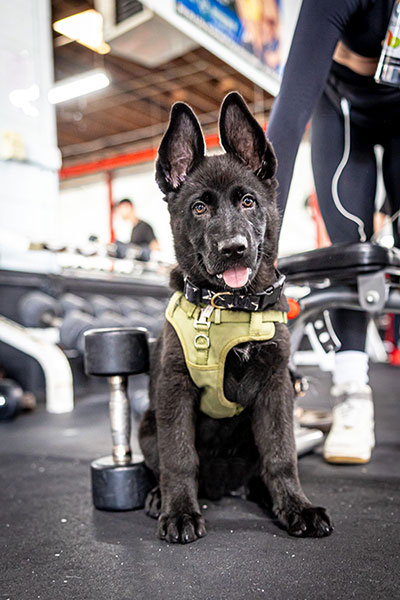 best-gym-san-diego-boulevard-fitness-north-park-gym-mascot-fixed